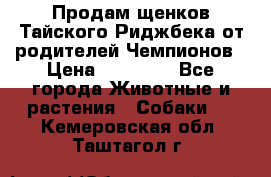 Продам щенков Тайского Риджбека от родителей Чемпионов › Цена ­ 30 000 - Все города Животные и растения » Собаки   . Кемеровская обл.,Таштагол г.